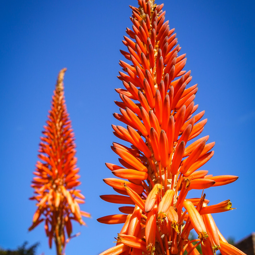 aloe arborescens per natura-cura.it